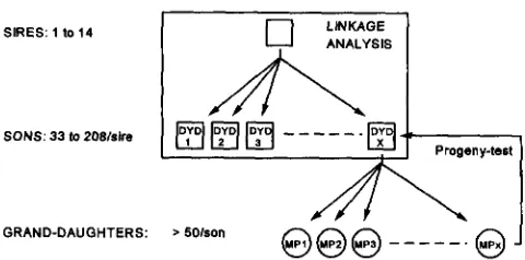 FIGURE .-Schematic representation of the "granddaugh- founder sire and a large number of  its  half-sib  sons
