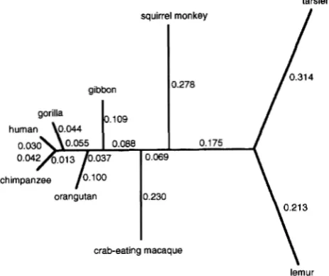 FIGURE 4.-The  phylogenetic Branch HKY+C+AdG mtDNA substitutions  per  site topology models  and tree for  nine  primates whose sequences (888 bp) are  analyzed in this paper