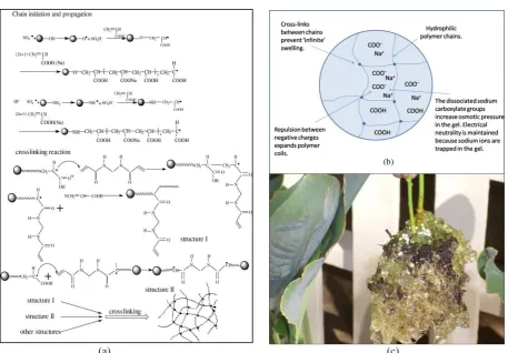 Fig. 1 (a) Source: Chemical Cross linking procedure of SAP –http://www.functionalpolymers.basf.com/portal/streamer?fid=291074, (b) Modified from Mark Elliot, SAP, (2010),  Chain initiation and propagation, Website: Part polymer network, (c) Root Zone development of the plant with SAP 