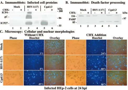 FIG. 2. The HSV-1 IE ICP4 gene is not required for apoptosis induction. Mock-, HSV-1(17)-, or Cgal�untreated (antibodies to viral (IE ICP4, true-late gC, and IE ICP27) (A) and cellular (PARP) (B) proteins