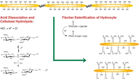 Fig. 1. Reaction scheme illustrating the one-pot (tandem) cellulose hydrolysis and esterification reactivity of hydroxyl groups