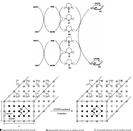 Fig 5. Scheme of TEMPO-mediated oxidation mechanism of the hydroxymethyl groups of cellulose (top, reaction scheme) and  crosssectional representation of cellulose nanocrystal indicating the occurrence of the surface TEMPO-mediated oxidation of available h