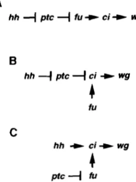 FIGURE of the ptc protein is regulated by hh. regdated by the  hh signal and instead ptc regulates the activ- based on  the epistasis relationships receiving the  hh signal signal will have active ptc  protein, inactive fu kinase and  no the fu kinase is n