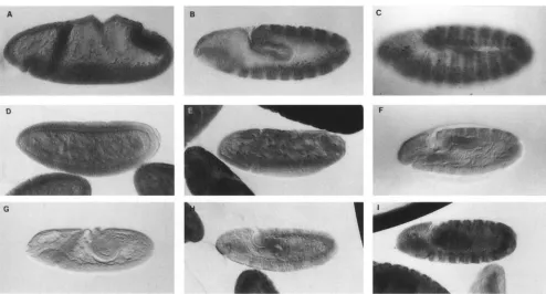 FIGURE 2.-Pattern stained with the 2A1 rat antici monoclonal.  (A-C)  Stages cells  bracketing the uniform throughout the segment; during stage  10  ci expression is eliminated in the ci protein is mutant embryos