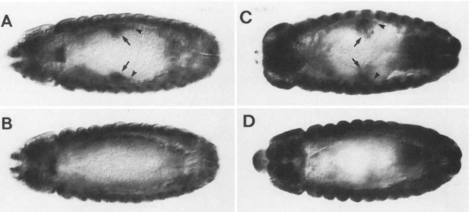 FIGURE 6."Ubxdependent expression within the visceral mesoderm (arrowheads)  and  endoderm  (arrows) of  wild-type embryos labeled probe for expression is strongly reduced