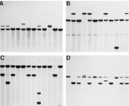 FIGURE 2.-Examples of the  same  membrane clone GM798 of cDNA-based polymorphisms. (A) clone GM615 hybridized to DNA samples digested with Snd
