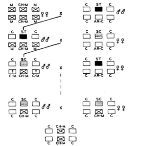 FIGURE 3.-Stage two which resulted in the experimental stocks which contained third chromosomes origin and the remaining genotype previous figure