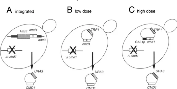 FIGURE 1.Schematic diagram representing three strategies for testing phenotypes of the yeast calmodulin mutants