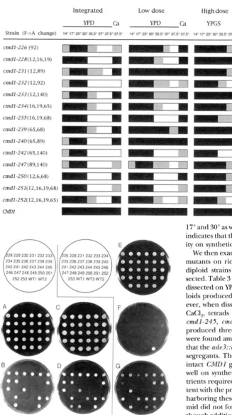 FIGURE 4.-Examination wild-type ODS and FOA agar plates (FOA-Glc; Phe D) and high dose incubated at (WTl), of lethal  phenotype caused by the + Ala cmdl mutations