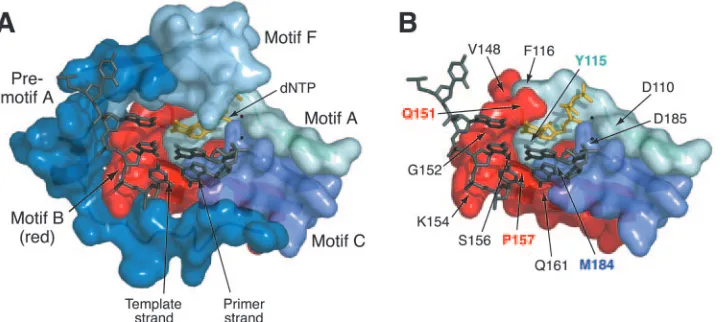 FIG. 1. Relationship of motif B to other structural components in the ternary complex of HIV-1 RT (Protein Data Bank entry 1RTD) (24).(A) Surface representation of conserved structural motifs in the polymerase domain