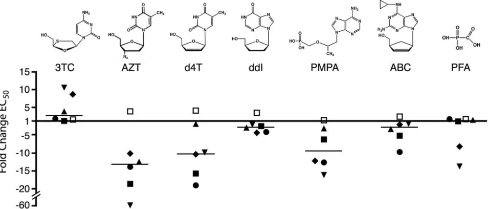 TABLE 2. Susceptibilities of Q151 RT mutants to substrate analogs