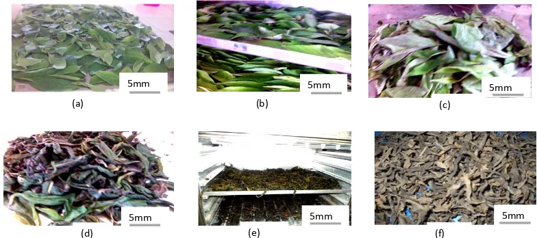 Figure 3. Steps of transformation of Lippia multiflora leaves into green tea. (a) fresh leaves, (b) withering leaves in the oven, (c) withered leaves, (d) rolled leaves; (e) desiccation of leaves in an oven, (f) whole leaf green tea