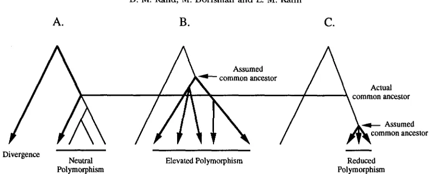 FIGURE 4.-Non-neutral  evolution operating within  species, the application of the interspecific rate of  DNA evolution  to  intraspecific  variation  results Neutral of common ancestor older than the organismal  common ancestor