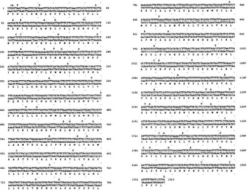 FIGURE 1.-Nucleotide and  amino  acid  sequence of  ND5 gene  from code between that  the  duplication of in  Figure sequence D