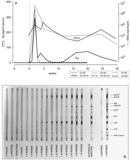 FIG. 1. (A) Plasma p24 antigen (Ag) and virus load kinetics in acute versus chronic SIVcpz-ANT infection