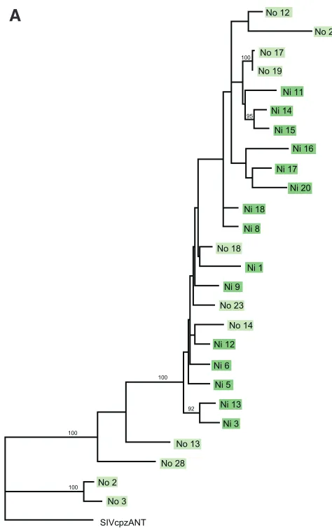 FIG. 6. Quasispecies analysis of challenge inocula and virus popu-lations in SIVcpz-ANT-infected chimpanzees
