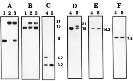 FIGURE 1.-XhoI isolated  from NCS2 