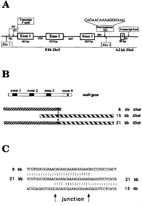 FIGURE 2.4rganization of the  maize rangement  between  the  normal  8-  and  15-kb by fragments  leading  to  the  recovery of a novel  21-kb nucleotides  shared NCS2 mitochondrial primer  extension  and  the  transcript located  in  intron mutant  21-kb 