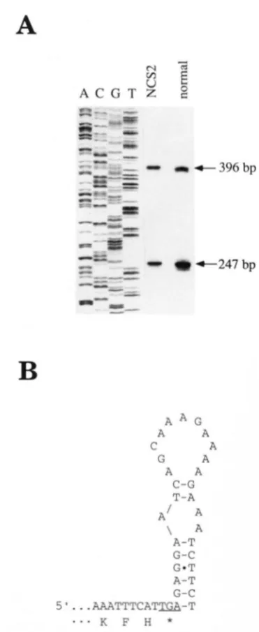 FIGURE 5.4haracterization PCR of four independent of end of the  normal  maize sion  using an exon lspecific primer of the 5’ end and  the 3’ ends nad4 transcripts