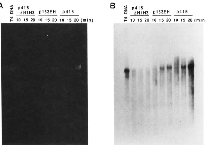 FIGURE 5.-Agarose LB supplemented with phage  at in  0.1  ml  of were detected in TAE buffer containing 2 end with to DNA hr gel electrophoresis of intracellular T4 DNA under  denaturing conditions