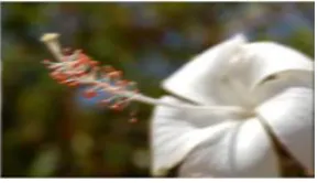 Fig. 3 Blurred image as input 
