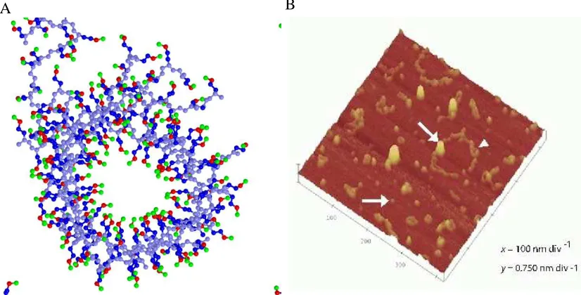 Figure 2.2: A, close up of the tube formed in our simulations of 24 polyglutamine 16mers