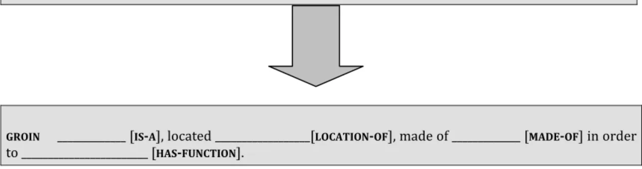 Figure 3. Definitional schema for  GROIN  and subtypes of groin 