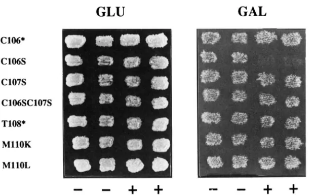 FIGURE prevent  arrest + +  various were able able of  Dlll(M135p3) transformants containing the mutations were identified which contained a ga- lactose inducible replica plated independent segregants without the inducible ducible grow on galactose, and th