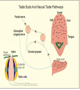 Fig 3: Taste buds and neural taste pathways 