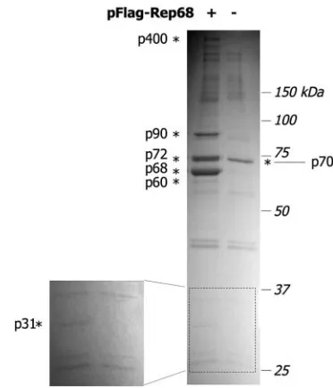 FIG. 1. Identiﬁcation of Rep-interacting proteins. Flag-immuno-precipitated material from Flag-Rep68-transfected and mock-trans-