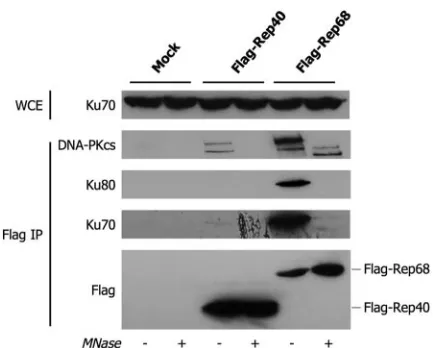 FIG. 3. The N terminus of Rep68 speciﬁcally binds ANP32B invivo. (A) Coimmunoprecipitation experiments