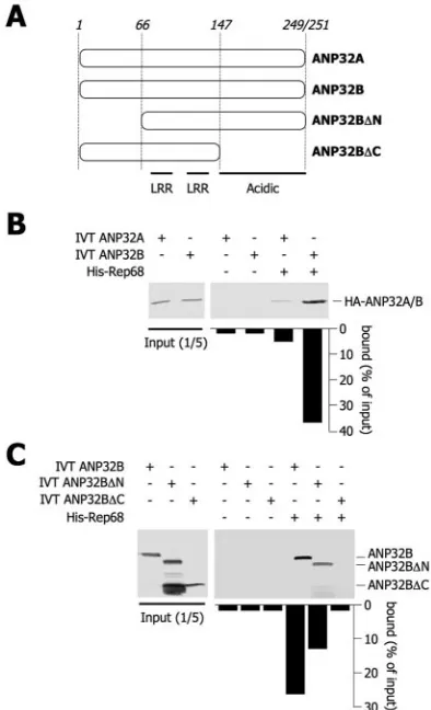 FIG. 5. ANP32B and ANP32A are required for AAV-2 replication.(A) siRNA-induced knockdown of ANP32A and ANP32B