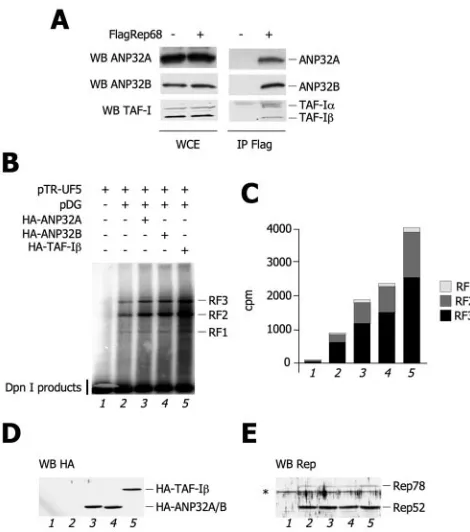 FIG. 6. Endogenous TAF-I/Set subunits associate with Flag-Rep68and increase AAV-2 replication