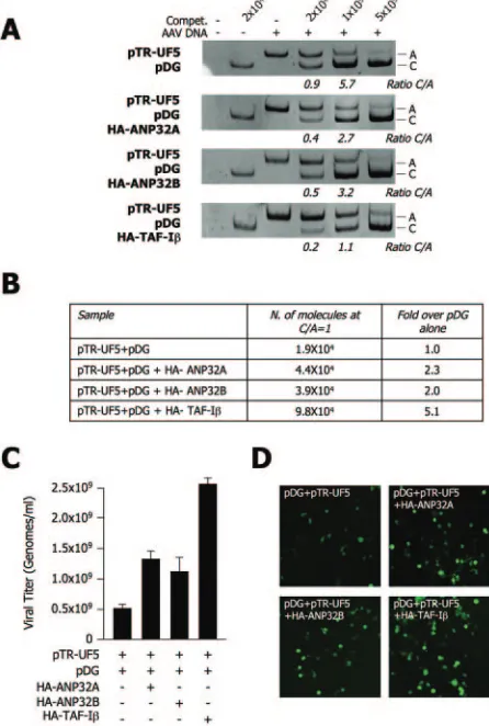FIG. 8. TAF-I/Set subunits increase rAAV-2 titers. (A) Determi-nation of rAAV-2 titers by competitive PCR