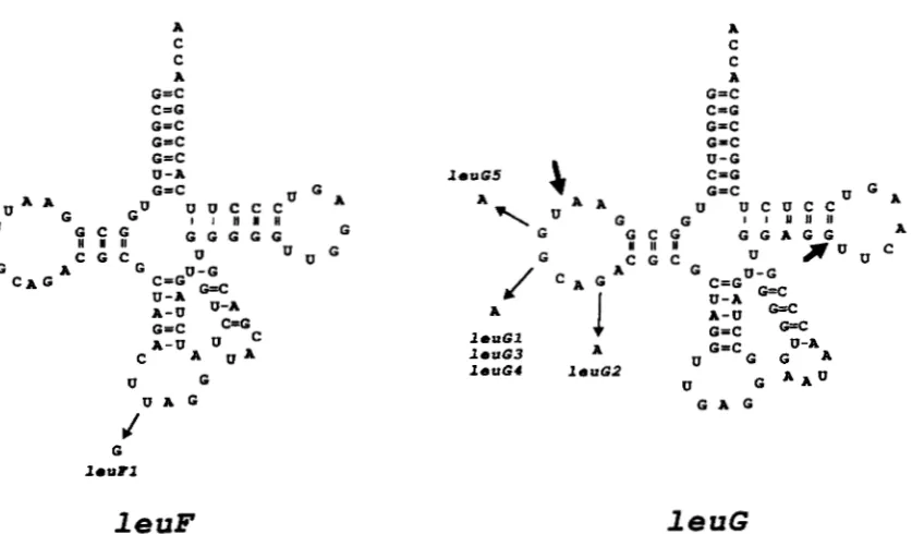 FIGURE 1.-The fications other than the addition of  CCA to the 3' ends of the 