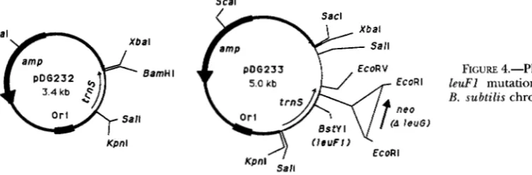 FIGURE 4.-Plasmids l e d 1  mutation with 