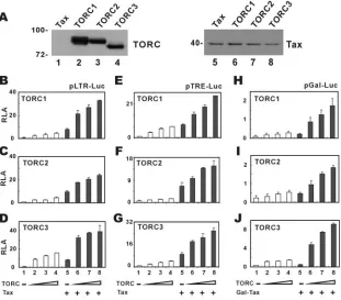 FIG. 1. TORC proteins are transcriptional coactivators of HTLV-1 Tax. (A) Expression of TORCs in HeLa cells
