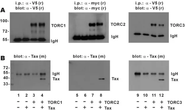 FIG. 2. Association of Tax with TORCs. HeLa cells were transfected with the indicated combinations of expression plasmids