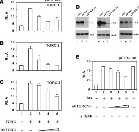 FIG. 4. TORC coactivators are required for optimal activation ofthe HTLV-1 LTR by Tax