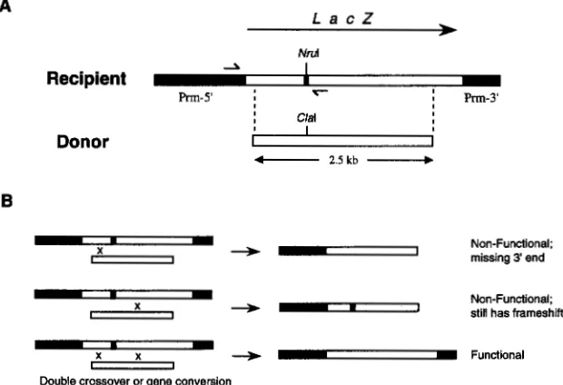 FIGURE l.-Gene conversion  constructs and possible recombination outcomes. recipient gene from sperm DNA are indicated by half-arrowheads