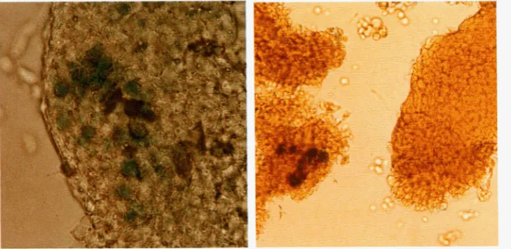 FIGURE 3.-Mitotic  conversion for show  portions bules  from  different events. photomicrographs METHODS)