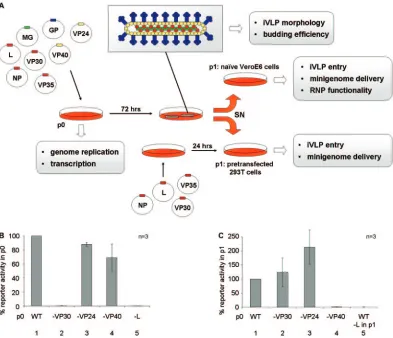 FIG. 1. iVLP assay with pretransfected target cells. (A) Schematic outline of iVLP assays