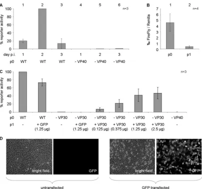 FIG. 2. iVLP assay with naı¨ve VeroE6 target cells. (A) Time course of reporter activity in p1