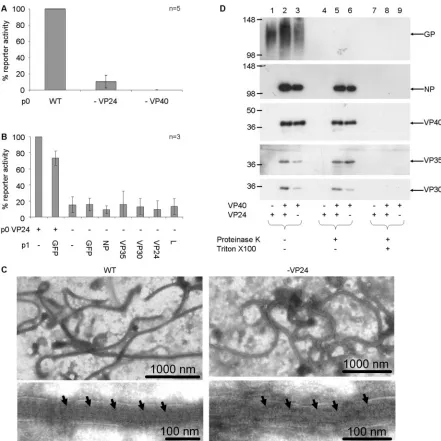 FIG. 3. iVLP assay with VP24-deﬁcient particles. (A) VeroE6 cells were infected with WT or VP24-deﬁcient iVLPs