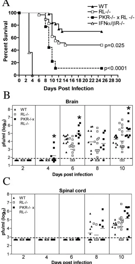 FIG. 1. Survival and virologic analysis for wild-type (WT), RL�PKRinjection and followed for mortality for 25 days