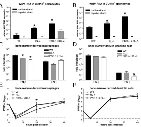 FIG. 3. PKR and RNase L modulate viral infection in bone marrow-derived cells. (A and B) Total RNA from CD11b�BM-DCs (F) generated from wild-type, RLby plaque assay
