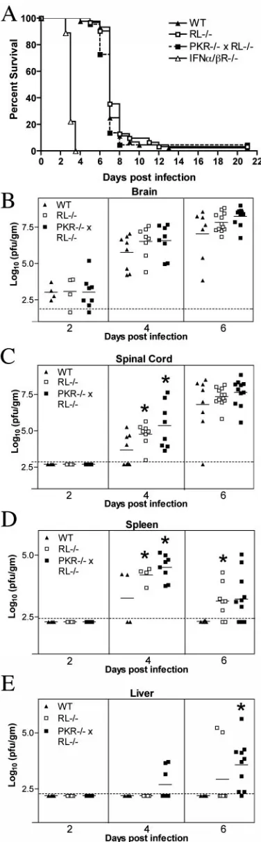 FIG. 4. Survival and viral burden data for wild-type (WT), RL�inoculation with 10PKRpendent experiments were used to construct the survival curves, forwhich 44 wild-type, 31 RL/�,�/� � RL�/�, and IFN-�/�R�/� C57BL/6 mice after intracranial1 PFU of WNV