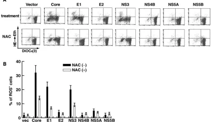 FIG. 2. (A) HCV core, E1, and NS3 induce ROS. Raji cells were transfected with plasmids expressing the individual viral proteins in thepresence or absence of NAC and analyzed as explained in the legend to Fig