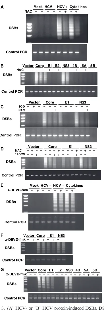 FIG. 3. (A) HCV- or (B) HCV protein-induced DSBs. DSBs weredetected by linker-ligation PCR as previously reported (31)