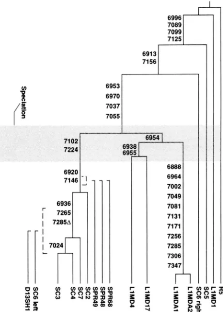 FIGURE S.-Molecular variants are indicated. The stippled  bar, representing  the spe- and ciation between the  range truncated,  and  therefore missing some informative positions